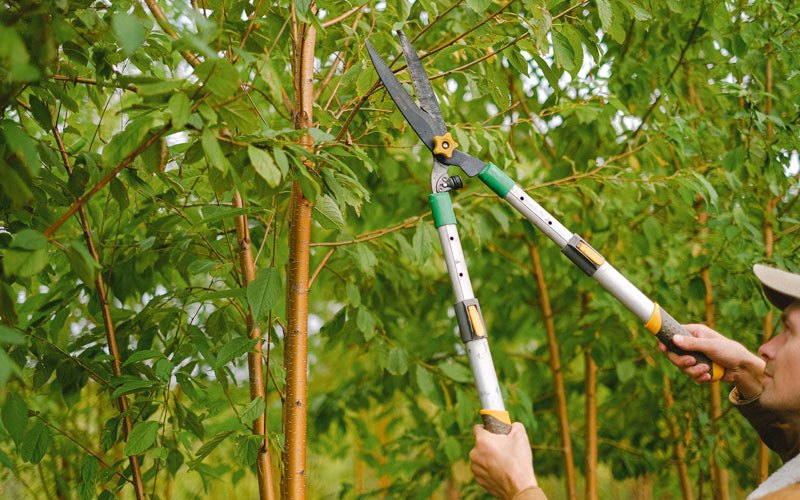 Tree trimming in La Moille, IL