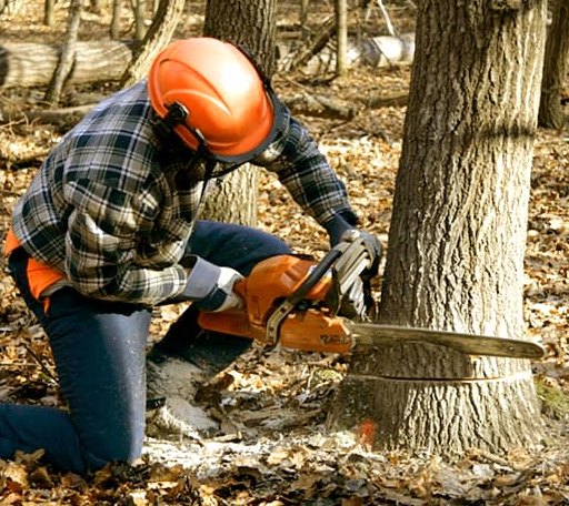 Tree Removal in La Moille, IL